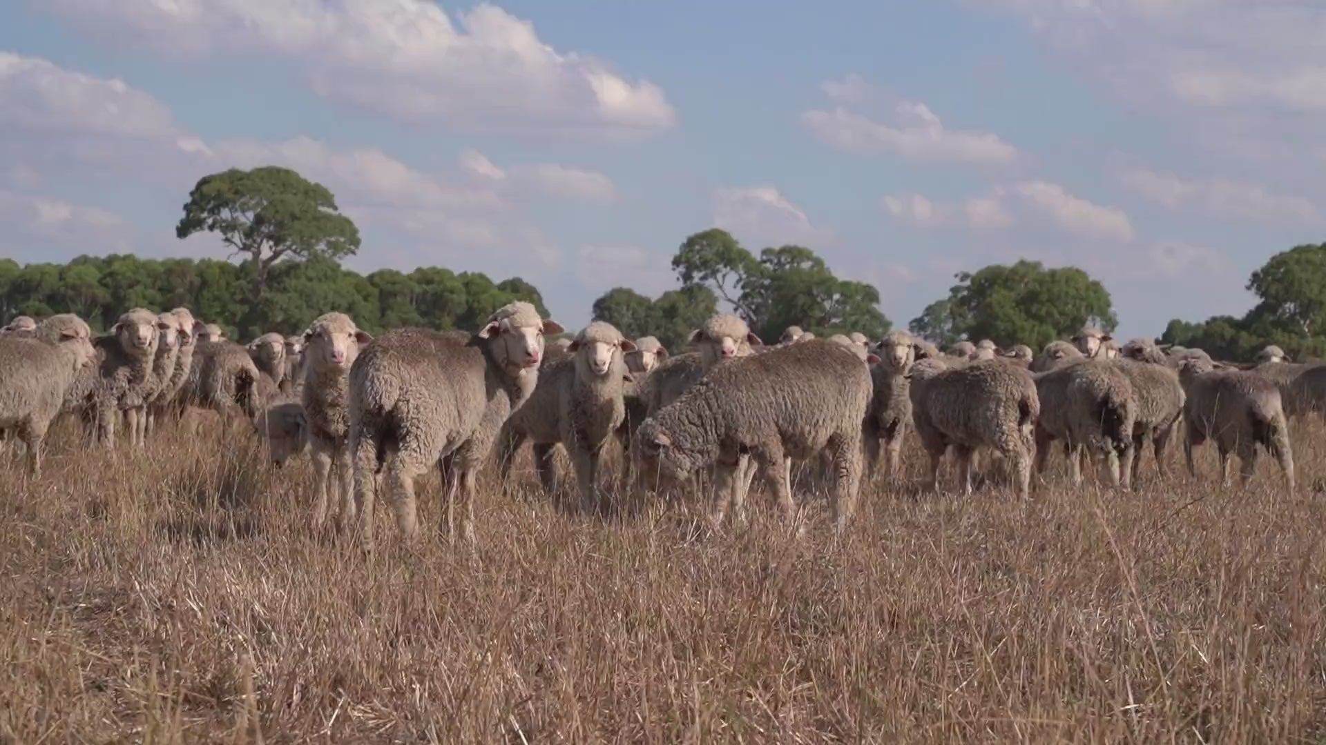 Why Merino Wool